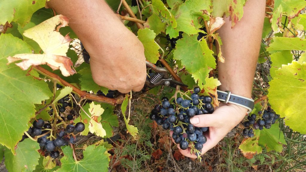 les vendanges manuelle des beaumes de venise au domaine beauvalcinte